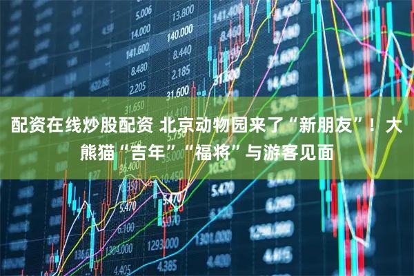配资在线炒股配资 北京动物园来了“新朋友”!大熊猫“吉年”“福将”与游客见面